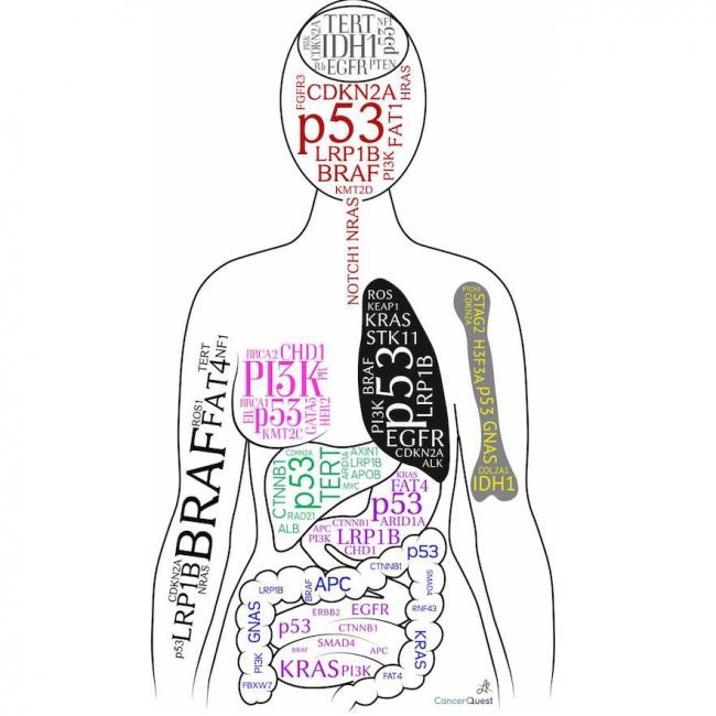 cancer-genes-cancerquest